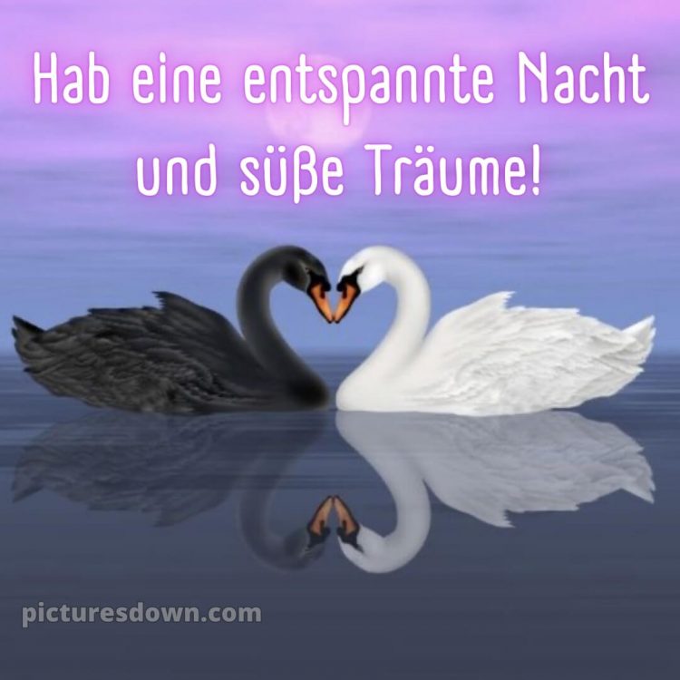 Gute nacht bilder neu bild Schwäne kostenlos