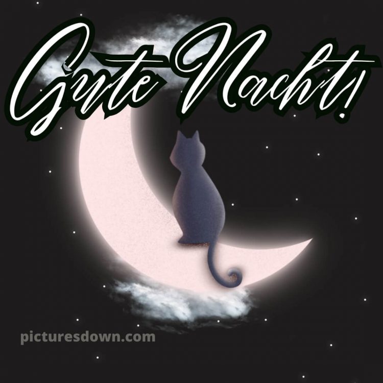 Gute nacht bilder neu bild Katze kostenlos