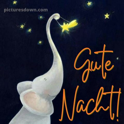 Guten abend gute nacht bilder kostenlos bild Elefant kostenlos