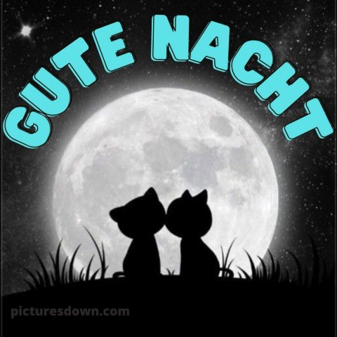 Lustig schönen abend und gute nacht bilder bild Katzen kostenlos