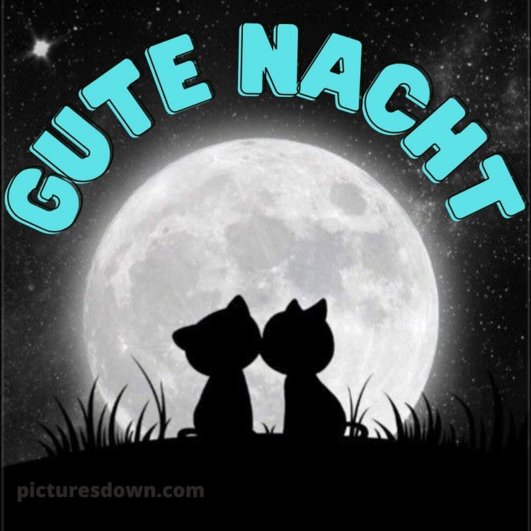 Lustig schönen abend und gute nacht bilder bild Katzen kostenlos