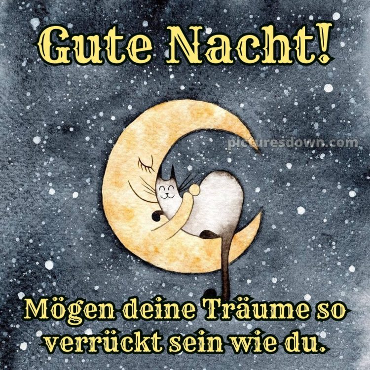 Lustig schönen abend und gute nacht bilder bild Katze und Mond kostenlos