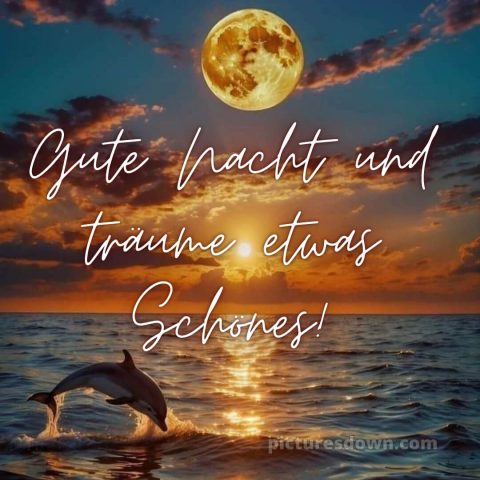 Wunderschöne gute nacht bilder bild Delphin kostenlos