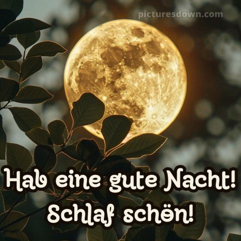 Wunderschöne gute nacht bilder bild Blätter kostenlos