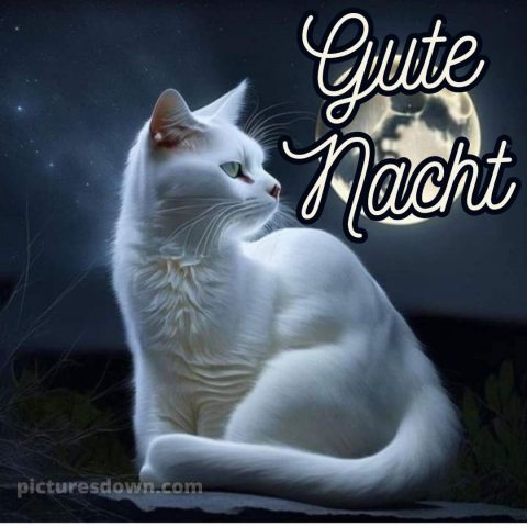 Bilder gute nacht bild weiße Katze kostenlos