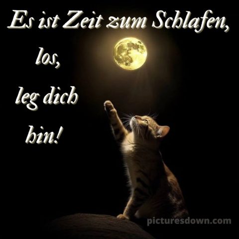 Bilder gute nacht bild Katze kostenlos