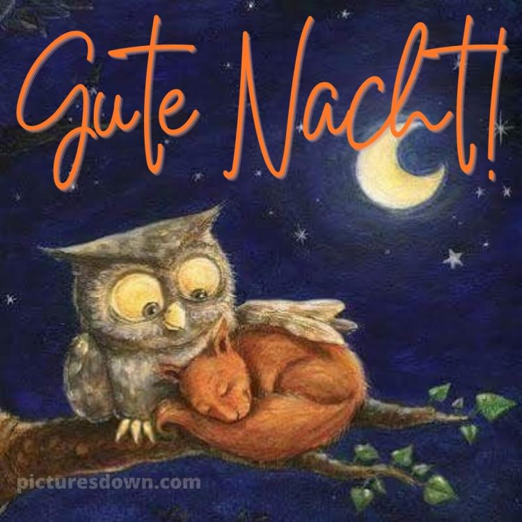 Gute nacht bilder kostenlos whatsapp lustig neu bild Eichhörnchen kostenlos