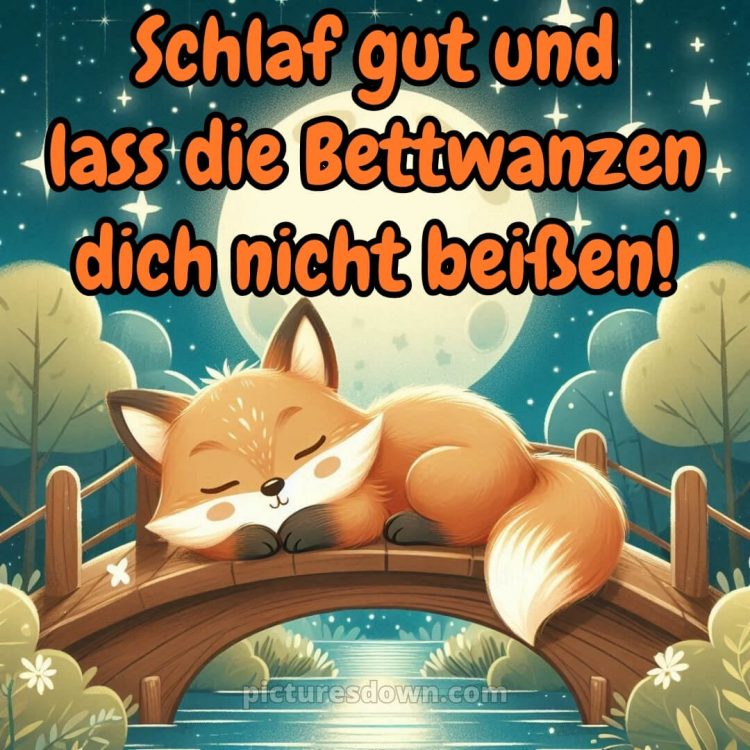 Gute nacht bilder lustig bild Fuchs kostenlos