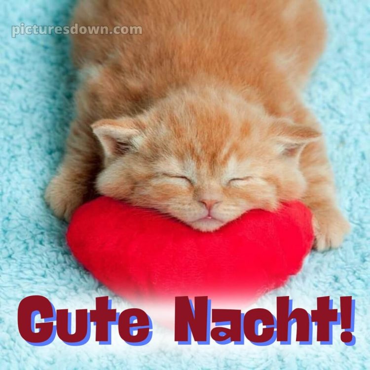 Gute nacht bilder lustig bild Kissen kostenlos