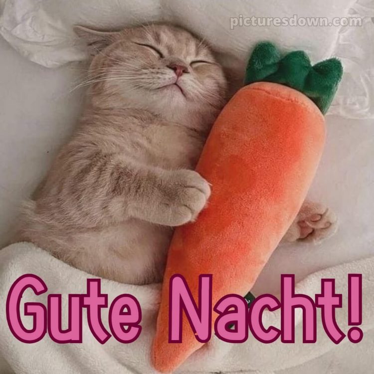 Gute nacht bilder lustig bild Mohrrüben kostenlos