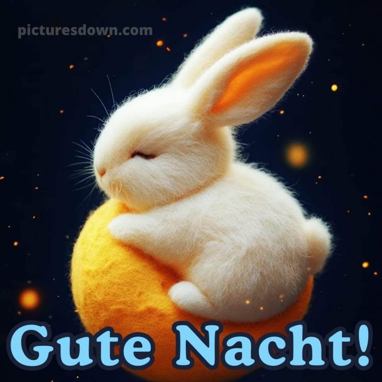 Gute nacht bilder lustig bild Hase kostenlos