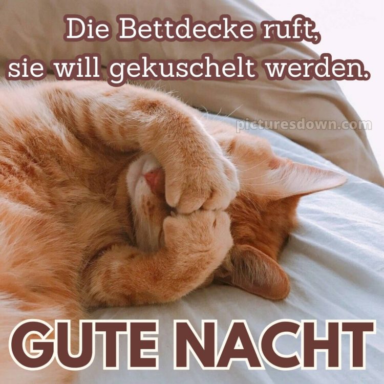 Gute nacht bilder lustig bild Ingwerkatze kostenlos