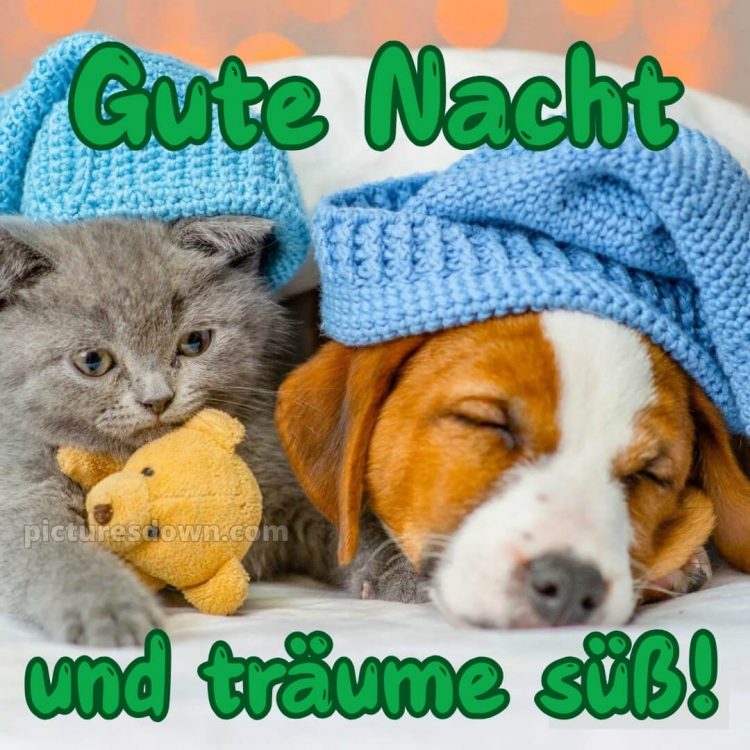 Gute nacht bilder lustig neu kostenlos bild Katze und Hund kostenlos