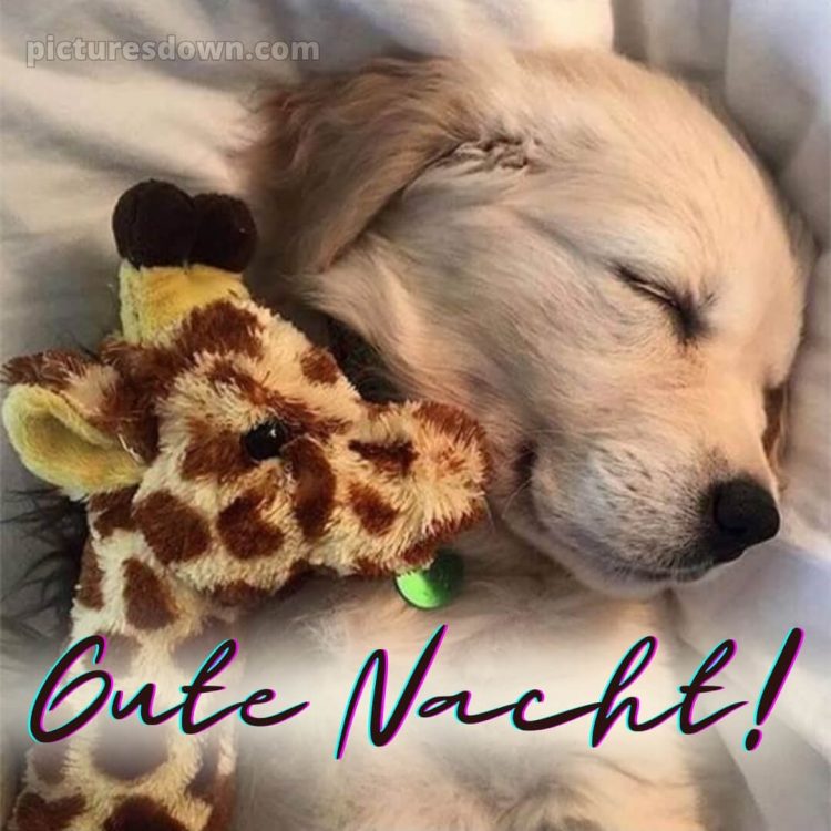 Gute nacht bilder lustig neu kostenlos bild Giraffe kostenlos