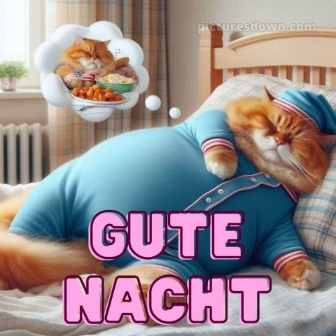 Gute nacht bilder lustig neu kostenlos bild fette Katze kostenlos