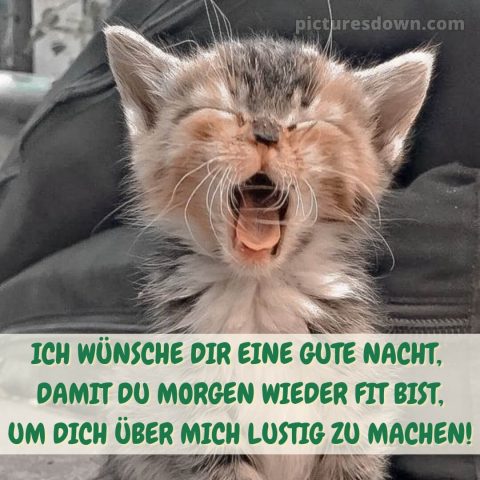 Gute nacht bilder lustig neu kostenlos bild Kätzchen kostenlos