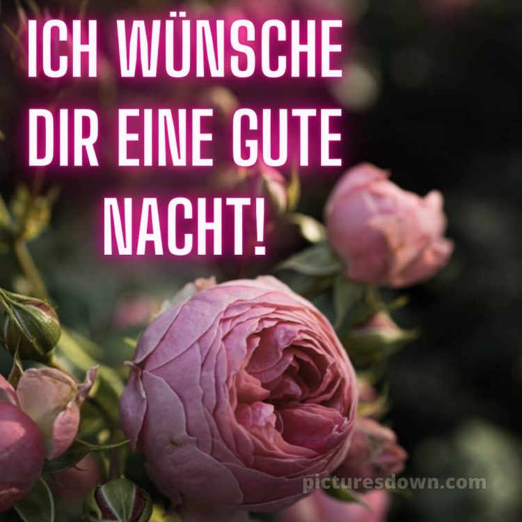 Gute nacht bilder neu kostenlos bild Blume kostenlos