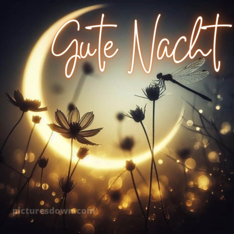 Guten abend gute nacht bilder bild Mond kostenlos