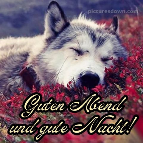 Guten abend gute nacht bilder kostenlos gif bild Wolf kostenlos