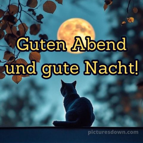 Guten abend gute nacht bilder kostenlos gif bild Katze kostenlos