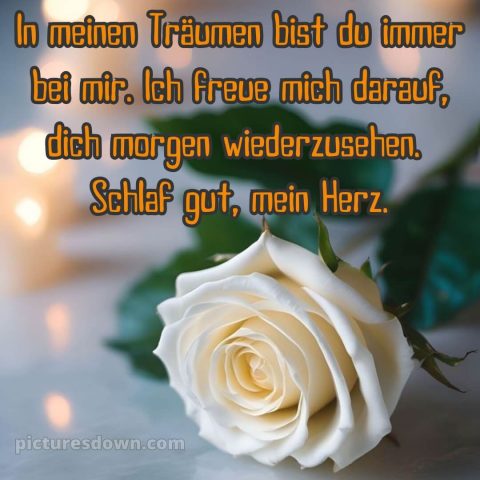 Liebe gute nacht bilder kostenlos bild Blume kostenlos