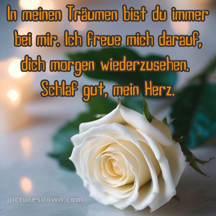 Liebe gute nacht bilder kostenlos bild Blume kostenlos