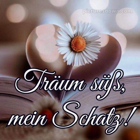 Liebe gute nacht bilder kostenlos bild Gänseblümchen kostenlos