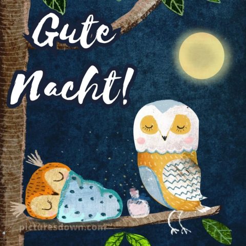 Schönen abend gute nacht bilder lustig kostenlos bild zwei Eulen kostenlos