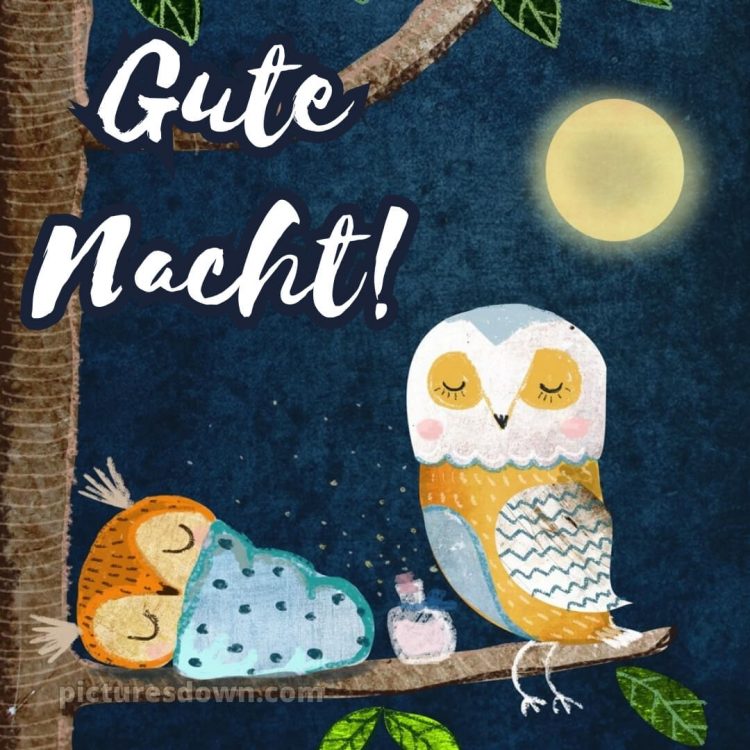 Schönen abend gute nacht bilder lustig kostenlos bild zwei Eulen kostenlos