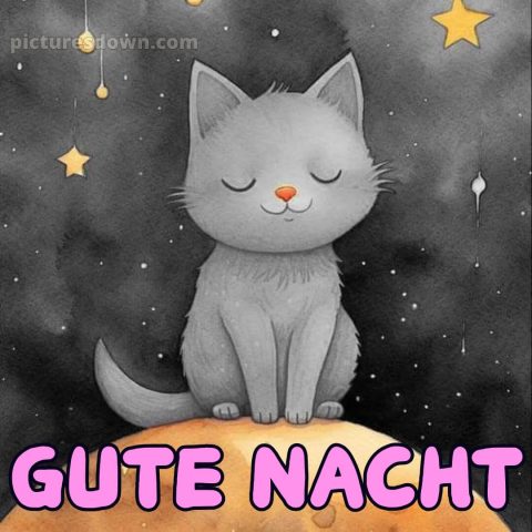 Schönen abend gute nacht bilder lustig kostenlos bild Katze kostenlos