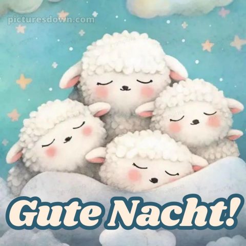 Schönen abend gute nacht bilder lustig kostenlos bild Schaf kostenlos