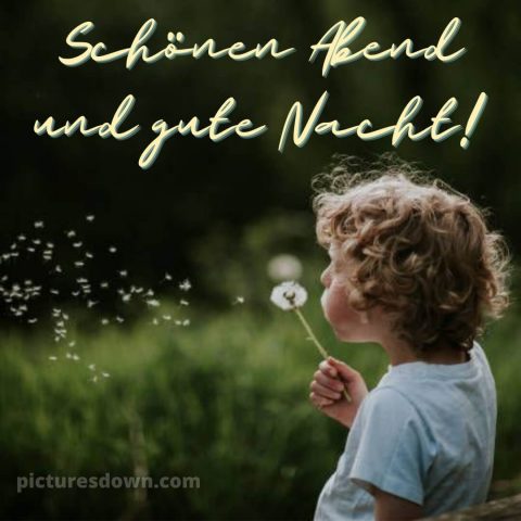 Schönen abend und gute nacht bilder kostenlos bild Löwenzahn kostenlos