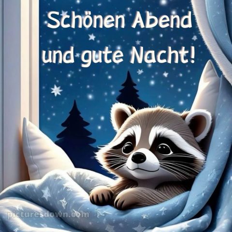 Schönen abend und gute nacht bilder kostenlos bild Waschbär kostenlos