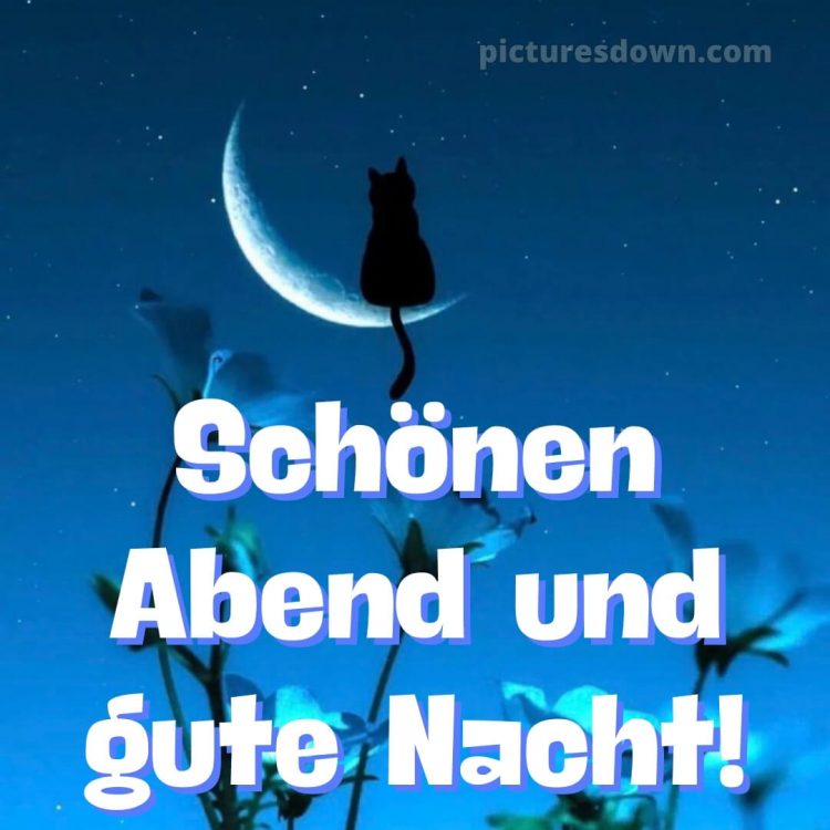 Schönen abend und gute nacht bilder kostenlos bild Katze im Mond kostenlos