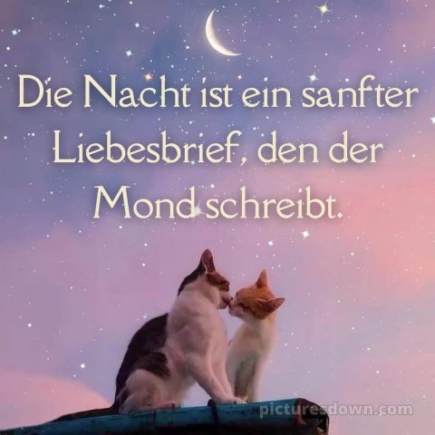 Süß gute nacht bilder für whatsapp bild Kätzchen kostenlos