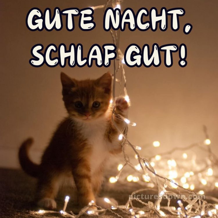 Whatsapp kostenlose gute nacht bilder kostenlos bild Kätzchen kostenlos