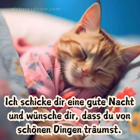 Whatsapp kostenlose gute nacht bilder kostenlos bild Katze kostenlos