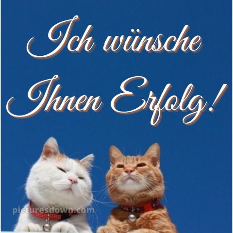 Ich wünsche ihnen bild Katzen kostenlos