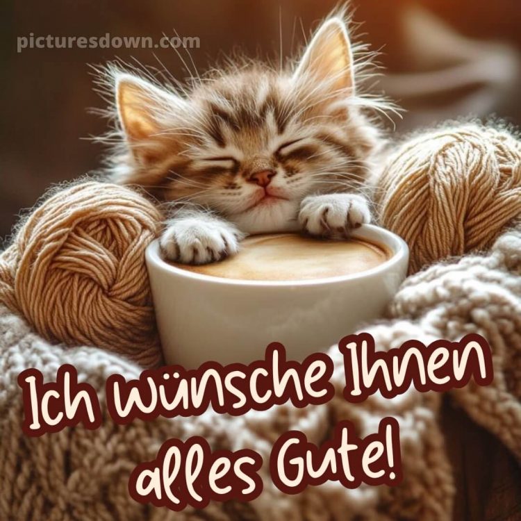 Ich wünsche ihnen alles gute bild Kätzchen kostenlos