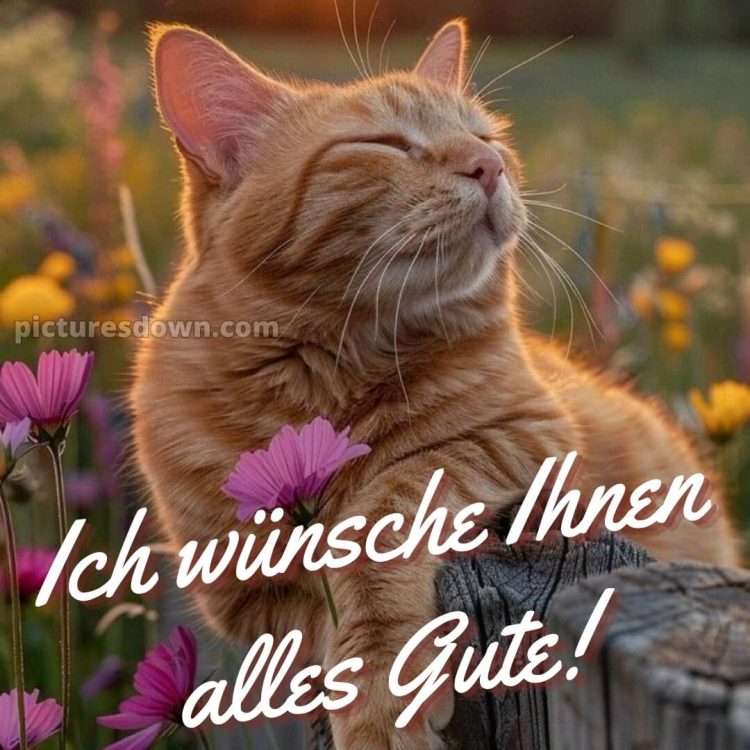 Ich wünsche ihnen alles gute bild Katze kostenlos