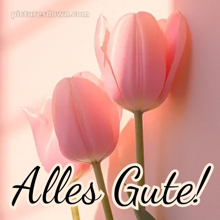 Ich wünsche ihnen alles gute bild Tulpen kostenlos