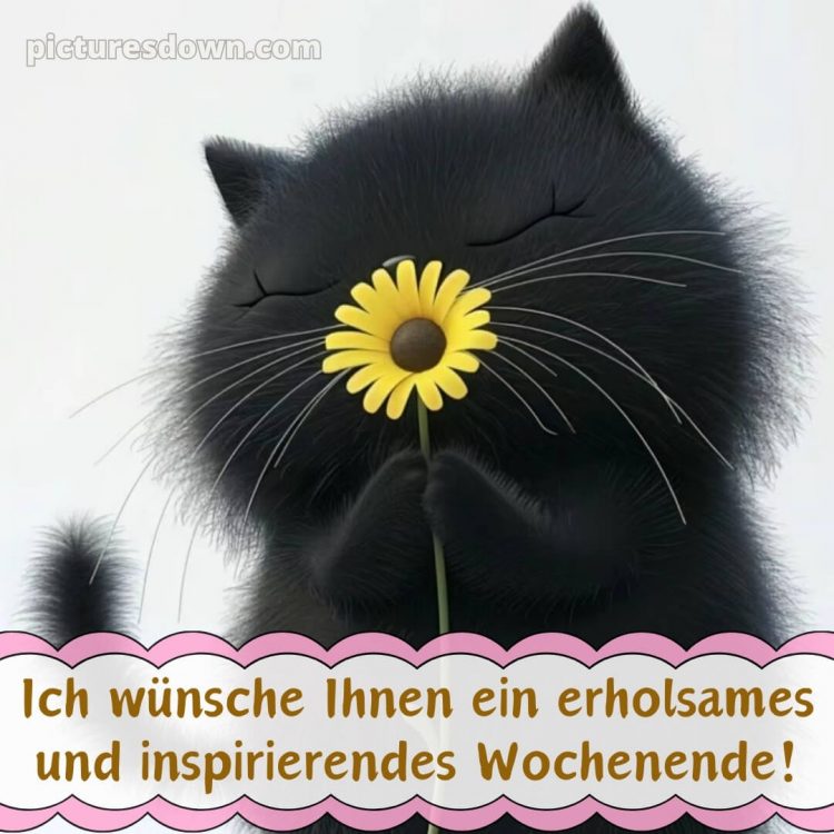 Ich wünsche ihnen ein schönes wochenende bild Katze kostenlos