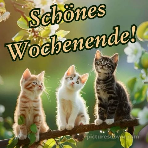 Ich wünsche ihnen ein schönes wochenende bild Katzen kostenlos