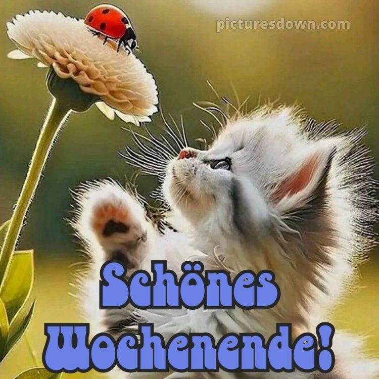 Ich wünsche ihnen ein schönes wochenende bild Marienkäfer kostenlos