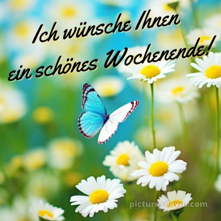 Ich wünsche ihnen ein schönes wochenende bild Schmetterling kostenlos