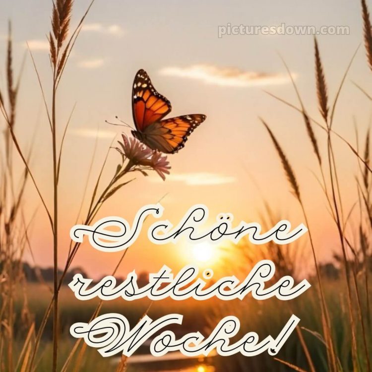 Ich wünsche Ihnen eine schöne restliche Woche bild Schmetterling kostenlos