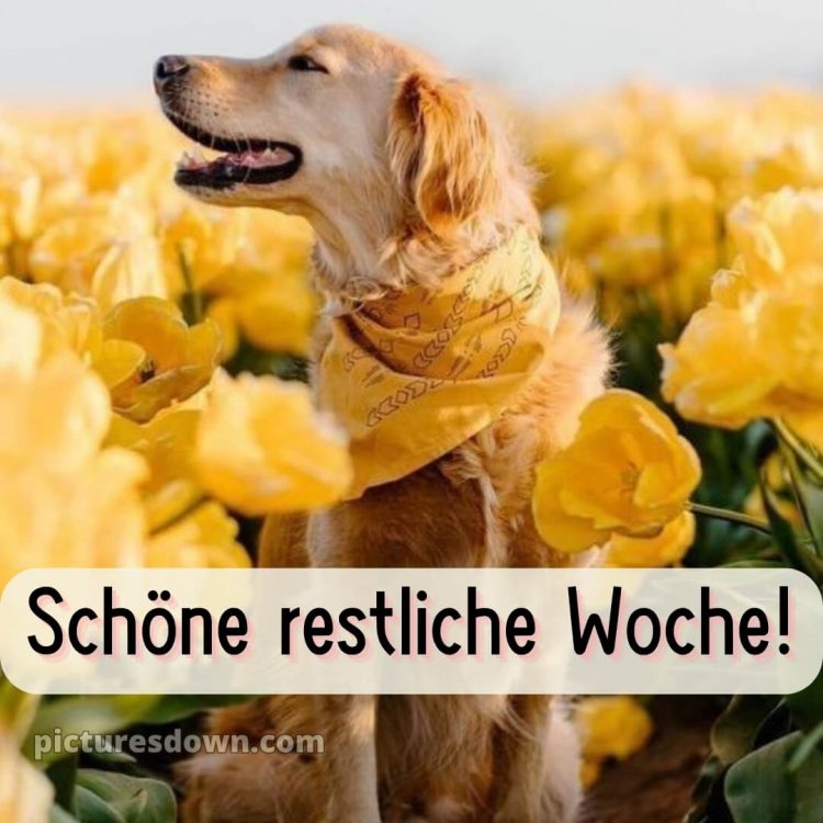 Ich wünsche Ihnen eine schöne restliche Woche bild Hund kostenlos