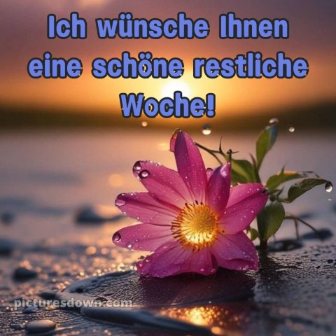 Ich wünsche Ihnen eine schöne restliche Woche bild Blume kostenlos