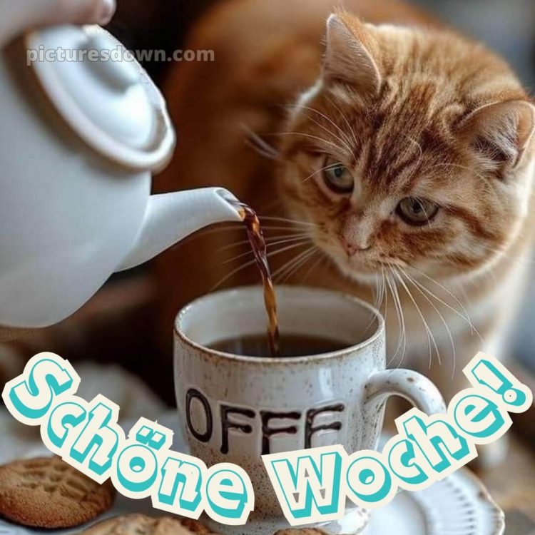 Ich wünsche ihnen eine schöne woche bild Katze kostenlos