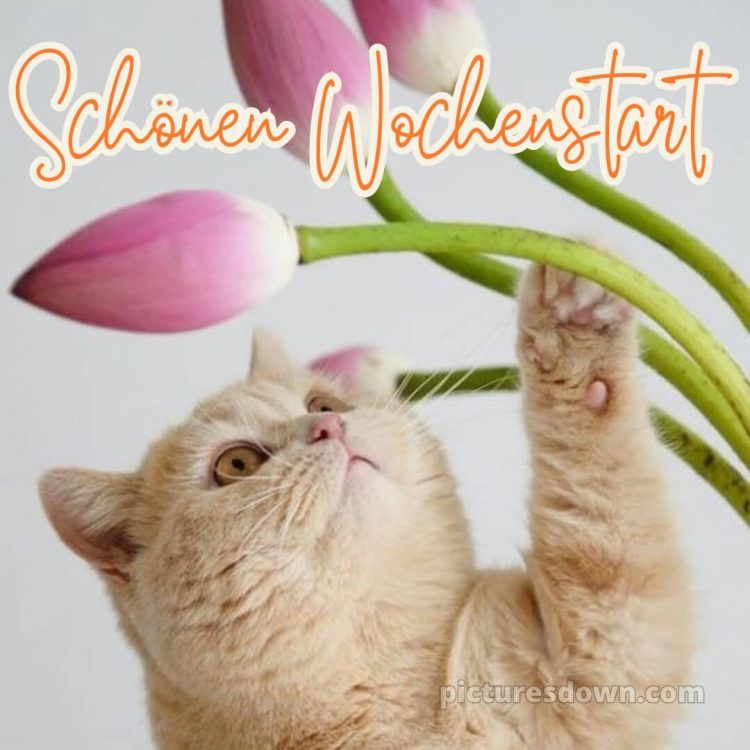 Ich wünsche ihnen einen guten start in die woche bild Tulpen kostenlos
